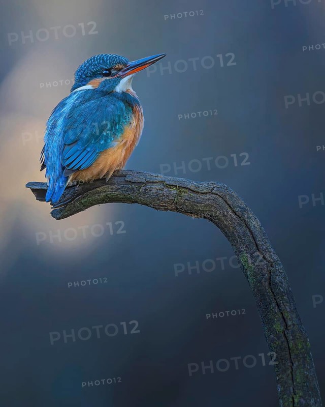 Kingfisher (Alcedo atthis) Indicator of clean watercourses, female at sunrise, perching on a branch, habitat, flying gem, Middle Elbe River Landscape, Middle Elbe Biosphere Reserve, Saxony-Anhalt, Germany