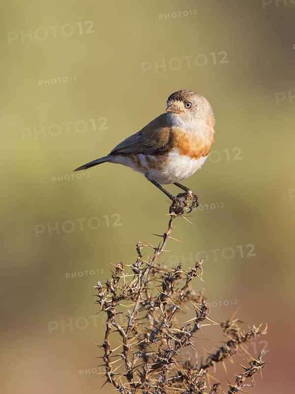 Chestnut-breasted Whiteface (Aphelocephala pectoralis), Australia