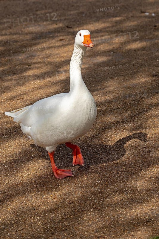 House Goose, recreation ground, Stratford-upon-Avon, Warwickshire, England, Great Britain