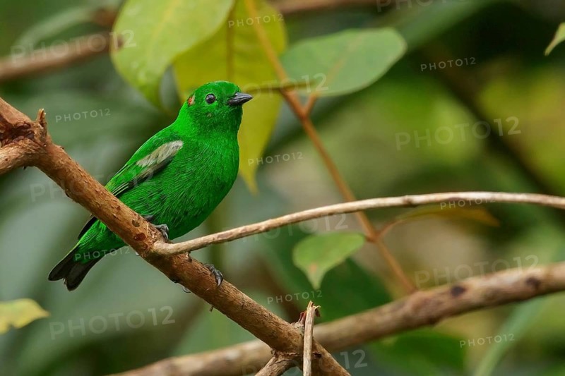 Glistening-green Tanager (Chlorochrysa phoenicotis) perched on a branch in the Andes Mountains of Colombia