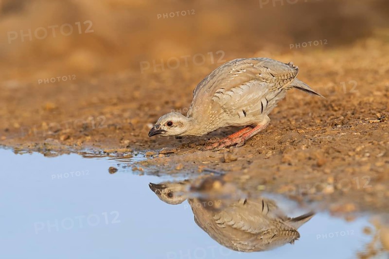Chukar Partridge (Alectoris chukar) juvenile drinking, Negev, Israel