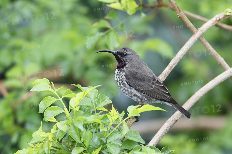 Amethyst sunbird, Chalcomitra amethystina