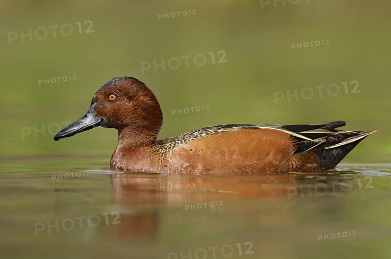 Cinnamon Teal (Spatula cyanoptera) male, Texas, USA
