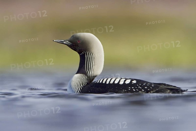 Pacific Loon (Gavia pacifica), Manitoba, Canada