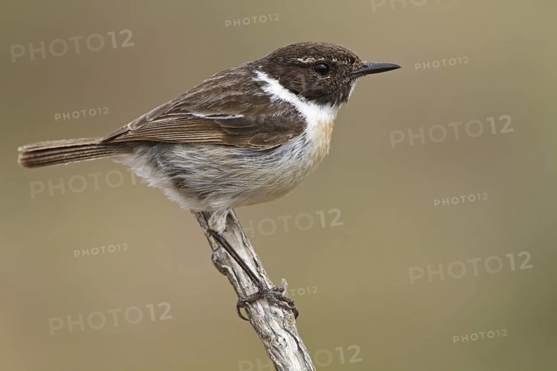 Canary Islands Stonechat (Saxicola dacotiae), Fuerteventura, Spain