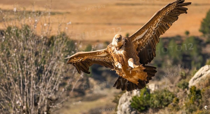 A majestic Griffon Vulture soars through the air with its wings fully extended. The powerful raptor glides over a rugged landscape, showcasing its impressive wingspan and sharp gaze