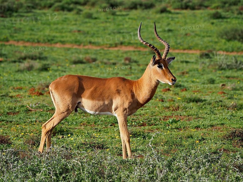 Impala (Aepyceros melampus)