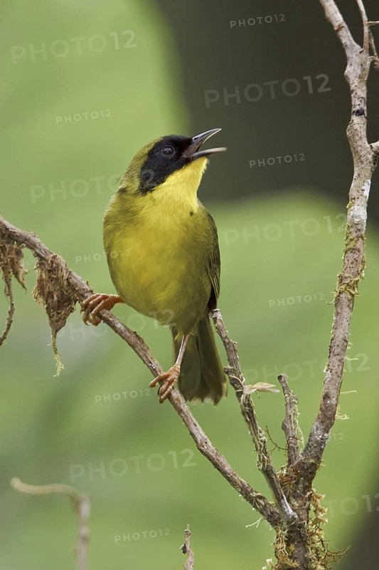 Olive-crowned Yellowthroat (Geothlypis semiflava) male, Ecuador