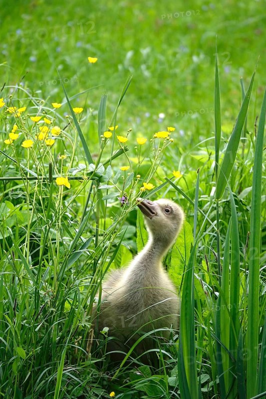 Greylag goose, chick, May, Germany