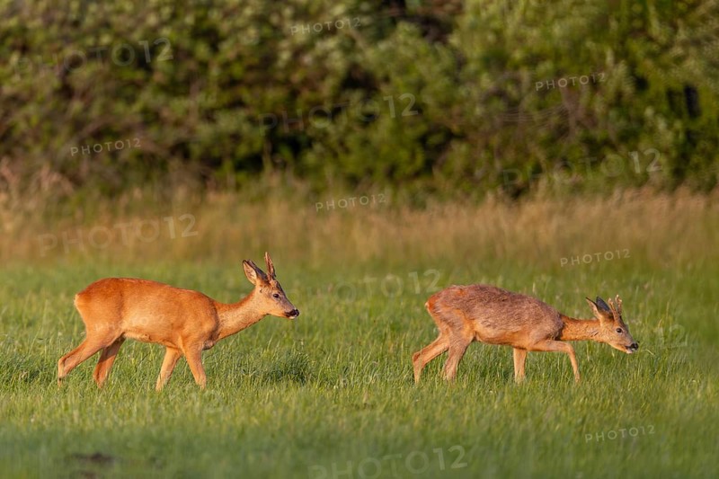When a third older roebuck (Capreolus capreolus) moves into the meadow, the yearlings move into the enclosure together, summer, summer coat, June, Germany
