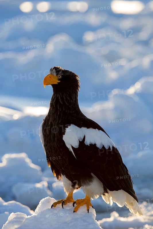 Steller's Sea Eagle (Haliaeetus pelagicus) on snow, Hokkaido, Japan
