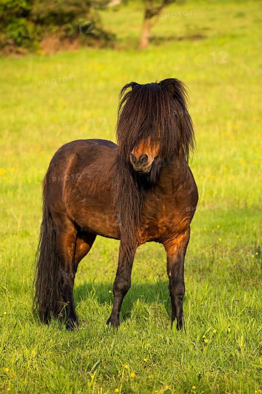 Pony stallion with flowing mane, black-brown, in a meadow. In the evening, golden hour. Germany