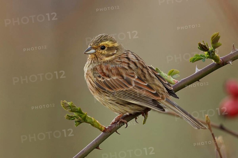Cirl Bunting (Emberiza cirlus) female, Rhineland-Palatinate, Germany