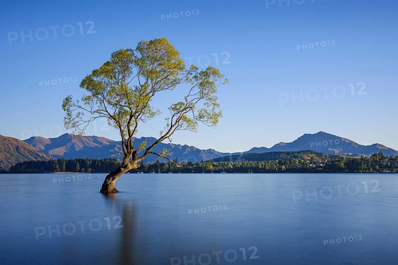 Wanaka Tree in the morning, long exposure, Lake Wanaka, Otago, South Island, New Zealand