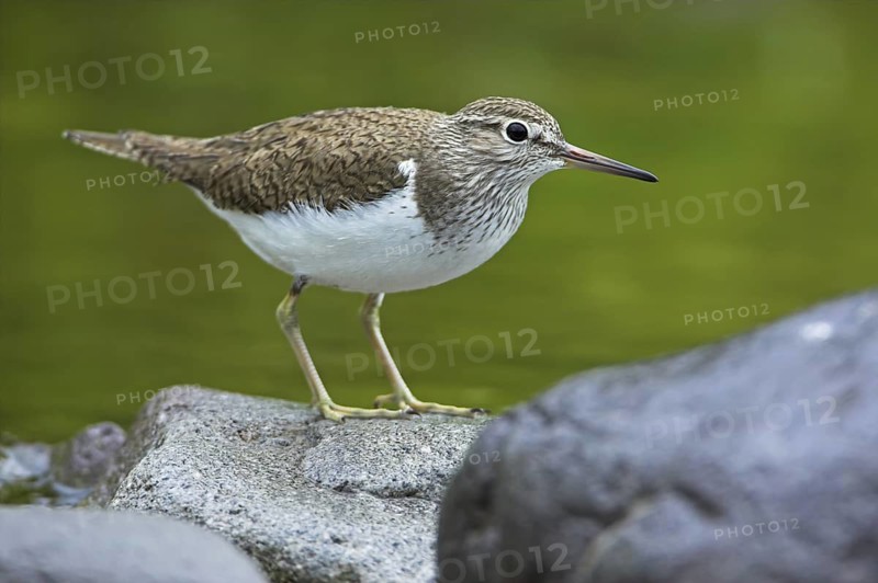 Common Sandpiper (Actitis hypoleucos)