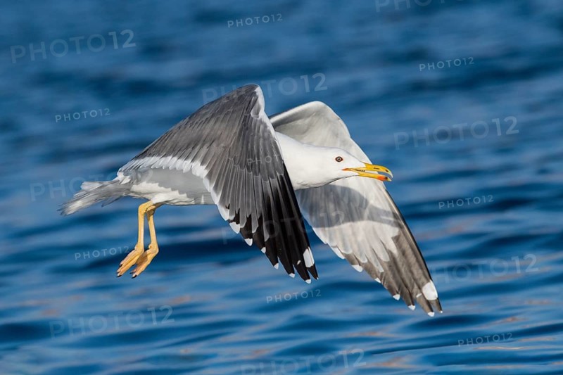 Baraba Gull (Larus fuscus barabensis) flying, Eilat, Israel