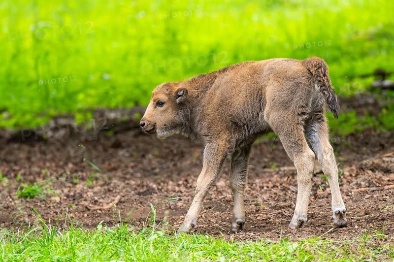 European bison (Bison bonasus) youngster on a meadow in summer, Bavarian Forest, Germany