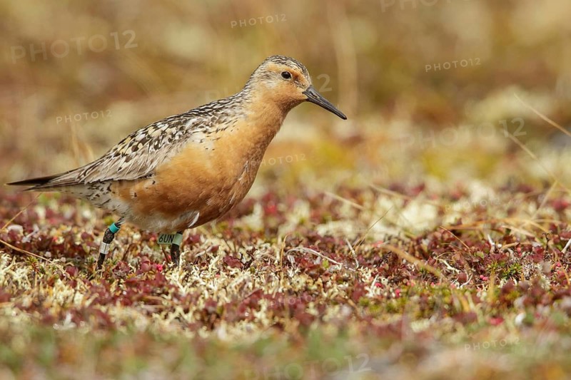 Red Knot (Calidris canutus) perched on the tundra in Nome, Alaska
