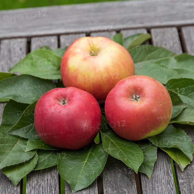Apple (Malus domestica 'Danziger Kantapfel'),  Germany