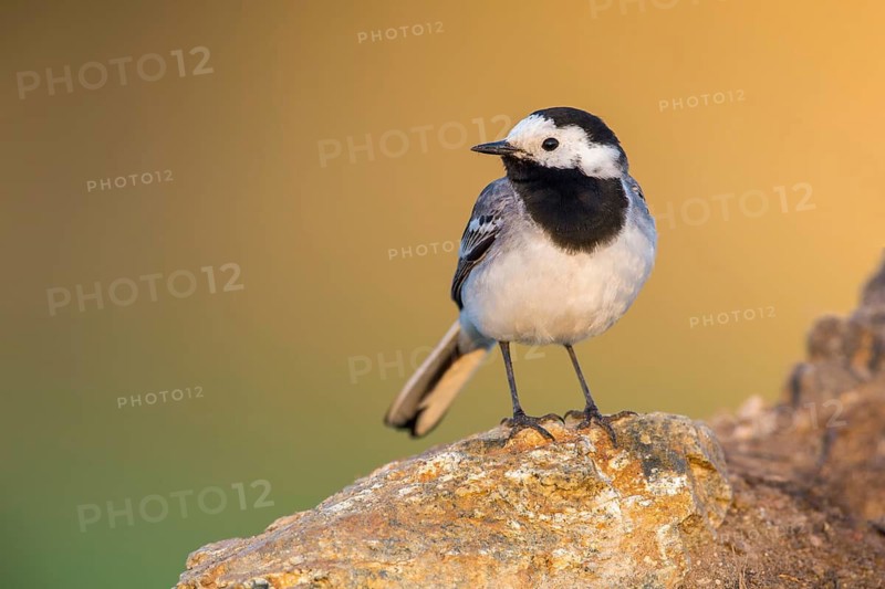 White Wagtail (Motacilla alba) perched on a rock, Poland