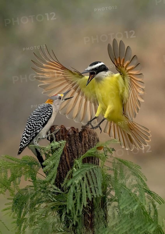 Great Kiskadee (Pitangus sulphuratus) & male Golden-fronted Woodpecker (Melanerpes aurifrons) wrangling, Texas, USA