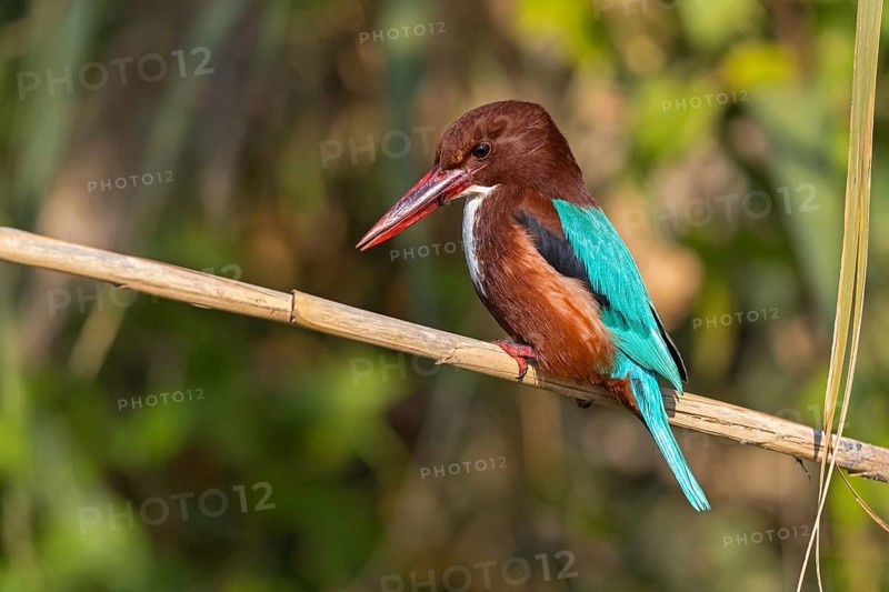 Brown kingfisher, (Halcyon smyrnensis), family of kingfishers, on perch, Israel