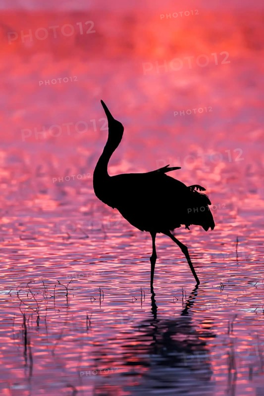 Sandhill Crane Grus canadensis tabida Bosque del Apache National Wildlife Refuge, New Mexico, United States 16 December Adult Gruidae
