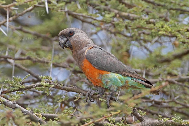 Red-bellied Parrot (Poicephalus rufiventris) male, Samburu, Kenya