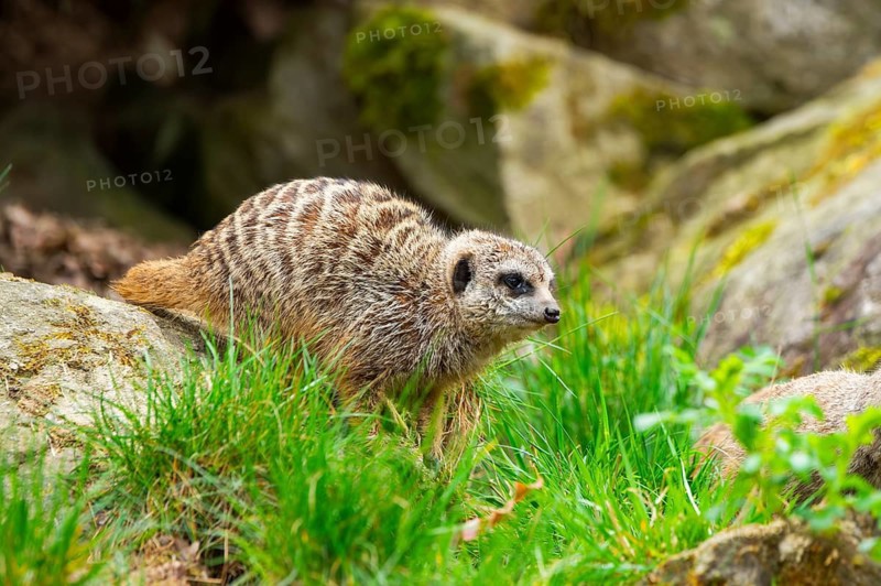 Meerkat (Suricata suricatta) standing in the grass, curious, Germany