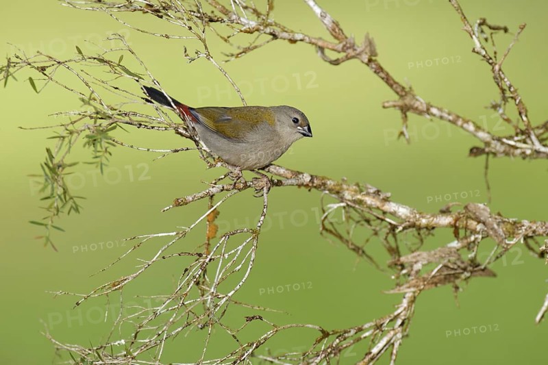 Red-browed Finch (Neochmia temporalis) juvenile, Queensland, Australia