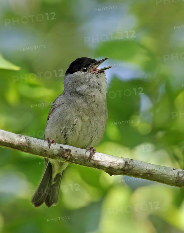 Eurasian Blackcap (Sylvia atricapilla) male singing, France