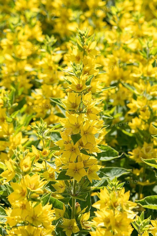 Purple loosestrife (Lysimachia punctata), Schloss Dyck, Germany