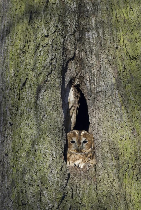 Tawny Owl (Strix aluco), Saxony, Germany