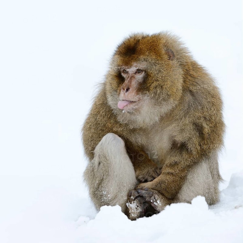 Barbary macaque or magot (Macaca sylvanus), male sitting in the snow and sticking out his tongue, winter, Azrou, Morocco