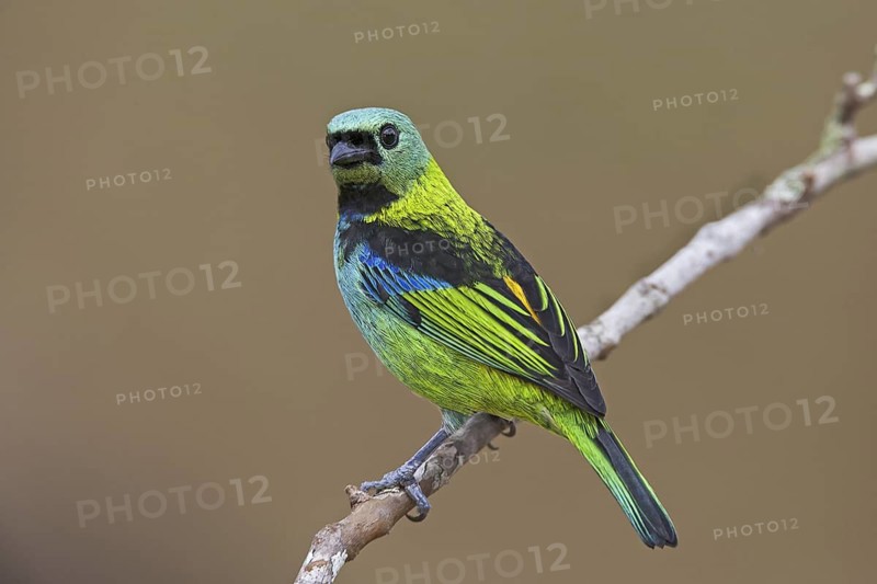 Green-headed Tanager (Tangara seledon)