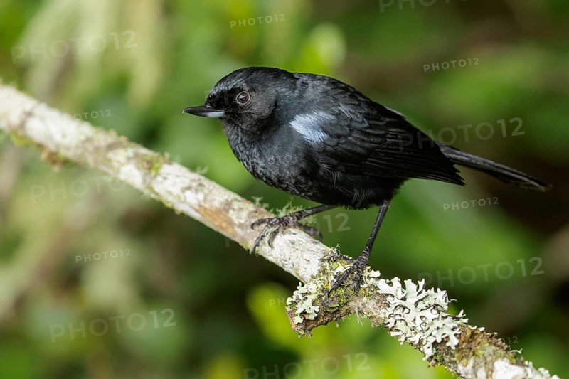 Glossy Flowerpiercer (Diglossa lafresnayii) perched on a branch in the Andes Mountains of Colombia