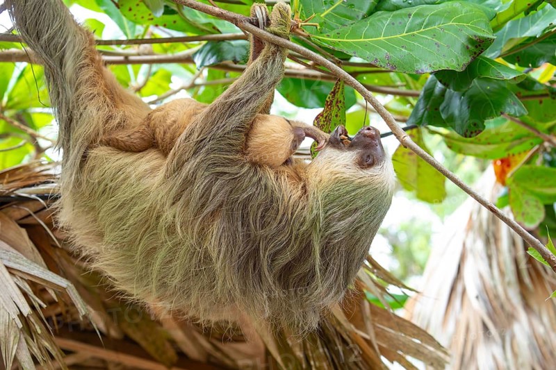 Daytime, two toed sloth (Choloepura hoffmanni) with baby on belly hanging in almond tree. Cahuita National Park, Limon, Costa Rica
