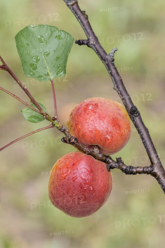 Apricot (Prunus armeniaca 'Harogem'), Baum- und Rebschule Schreiber KG, Poysdorf, Lower Austria, Austria