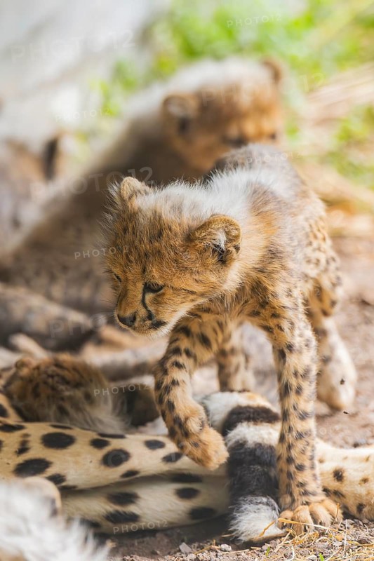 Cheetah (Acinonyx jubatus) youngsters playing with each other, captive, occurrence Africa