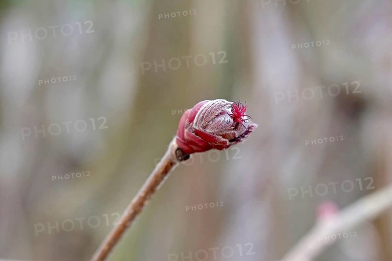 Hazelnut (Corylus 'Rote Zellernuss'),  Germany