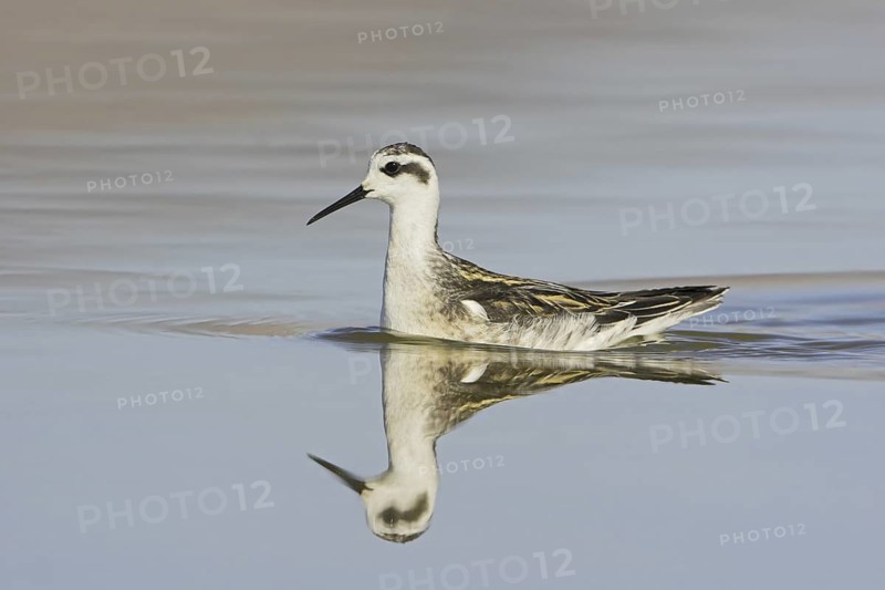 Red-necked Phalarope (Phalaropus lobatus), Oregon, USA