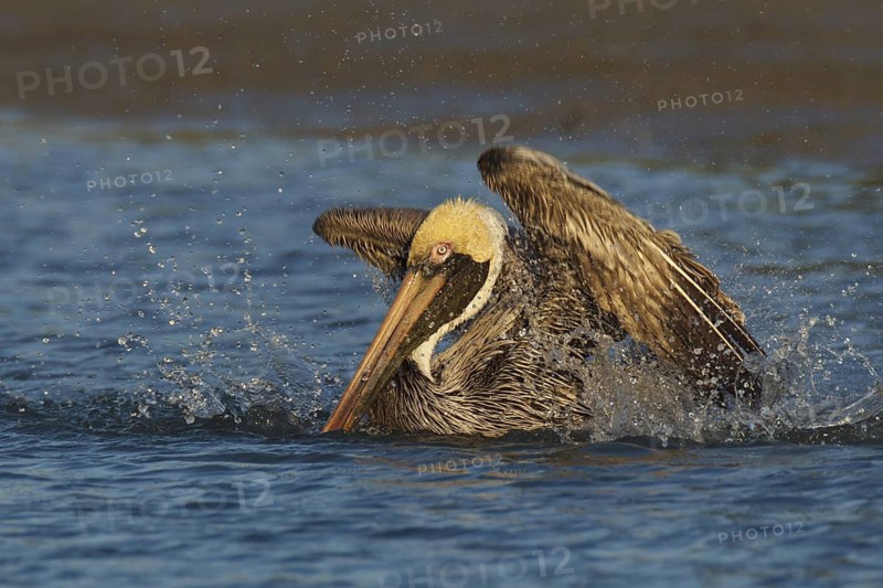 Brown Pelican (Pelecanus occidentalis) bathing, Florida, USA
