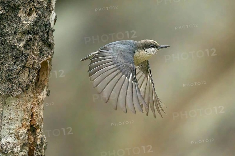 Pygmy Nuthatch (Sitta pygmaea) flying away from the nesting cavity, Colorado, USA
