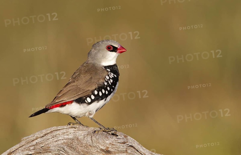 Diamond Firetail (Stagonopleura guttata), Australian Capital Territory, Australia