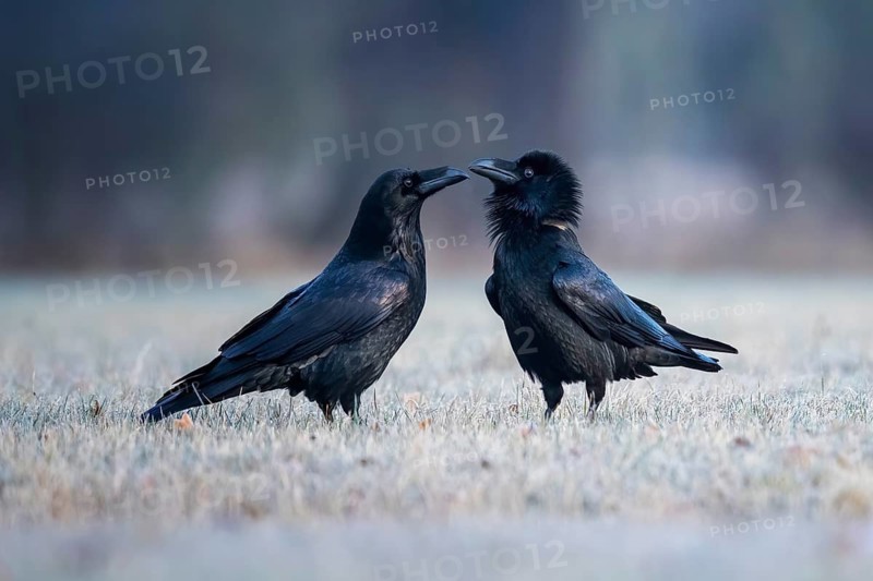 Northern Raven (Corvus corax) pair, Saxony-Anhalt, Germany