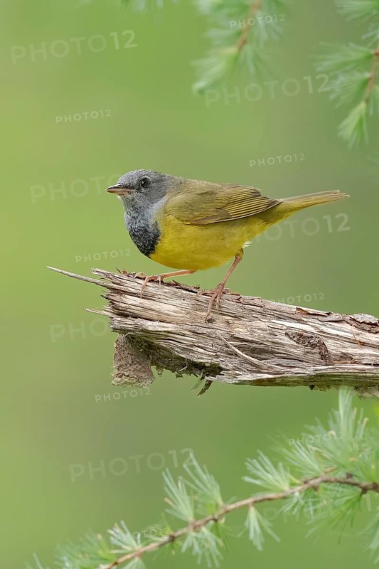 Mourning Warbler (Geothlypis philadelphia) male, Minnesota, USA