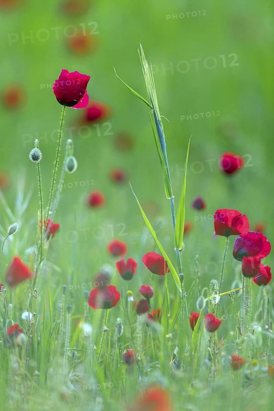 Poppy, (Papaver rhoeas), poppy, poppy rose, plant, flower, blooms, blooming, Lesbos, islandLesbos, Greece