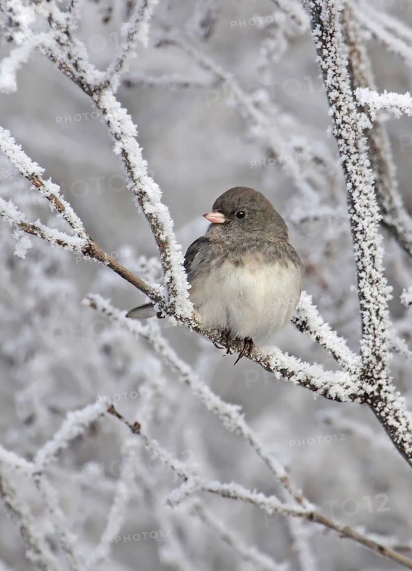 Slate-colored Junco (Junco hyemalis hyemalis) female, Saskatchewan, Canada