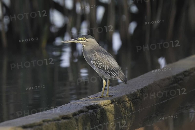 Striated Heron (Butorides striata), Kerala, India