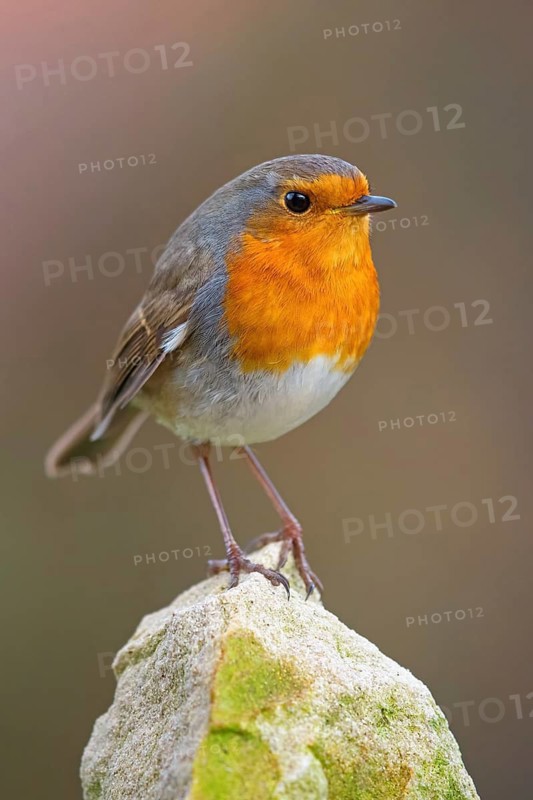Robin, (Erithacus rubecula), Tiszaalpár, Kiskunsági National Park, Bács-Kiskun, Hungary